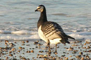 Barnacle Goose
