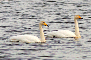 Whooper Swans