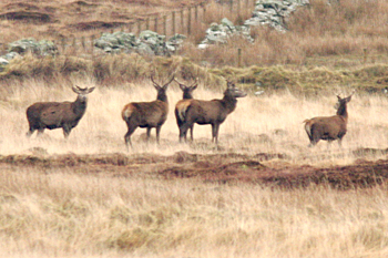 Red Deer