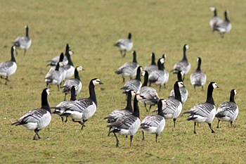 Barnacle Goose