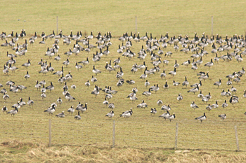 Barnacle Goose