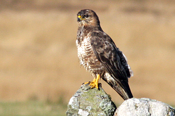 Buzzard