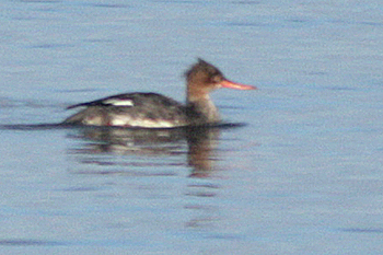 Red-breasted Merganser