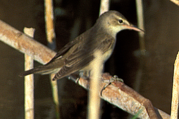 Basra Reed Warbler