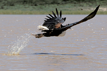 African Fish Eagle