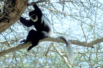 Mantled Guereza (Colobus)