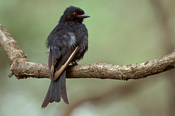 Fork-tailed Drongo