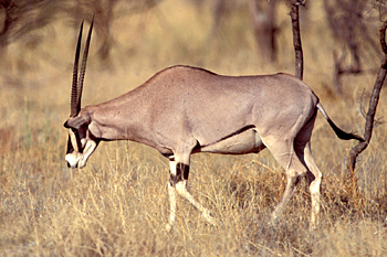 Beisa Oryx
