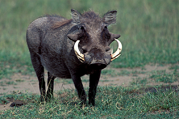 Warthog