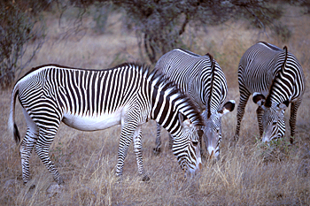 Grevy's Zebras