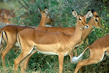Impalas