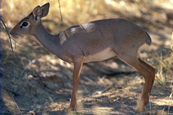 Kirk's Dik-dik