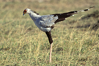Secretarybird