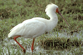 African Spoonbill