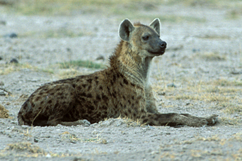Spotted Hyena