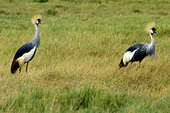 Grey Crowned Cranes