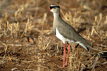 Crowned Lapwing