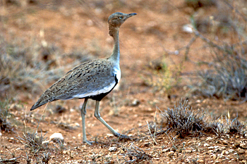 Buff-crested Bustard