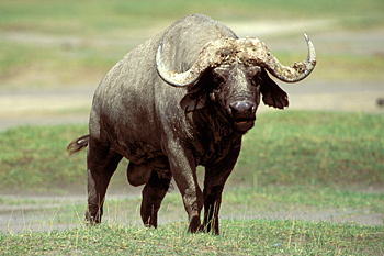 Cape Buffalo