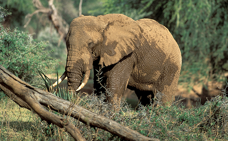 Savanna Elephant
