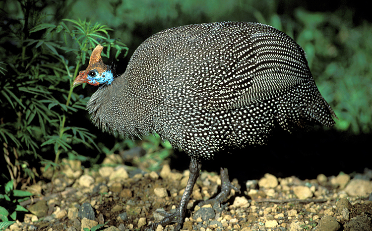 Helmeted Guineafowl