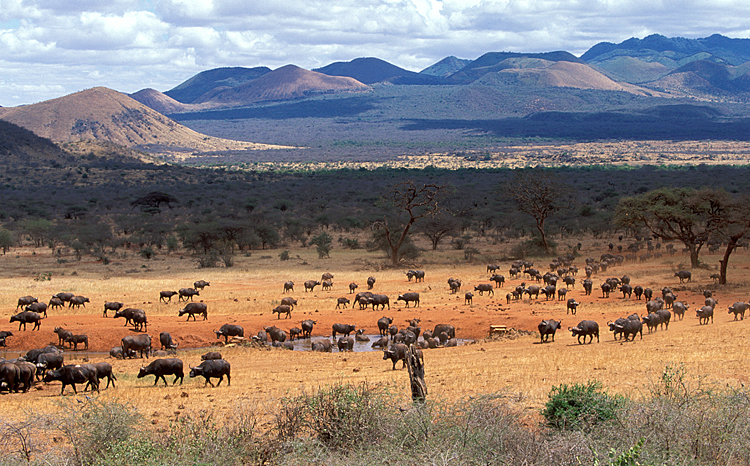 Tsavo West