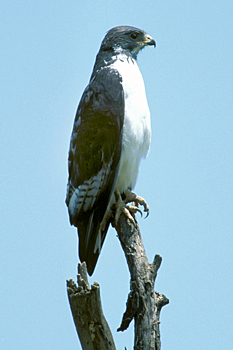 Augur Buzzard