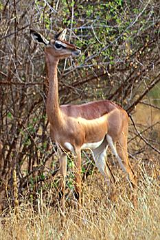 Gerenuk