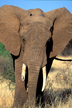 Savanna Elephant
