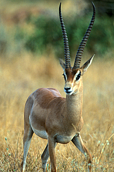 Grant's Gazelle