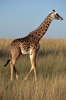 Maasai Giraffe