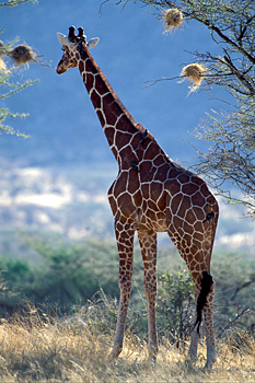 Reticulated Giraffe