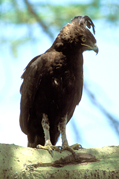 Long-crested Eagle