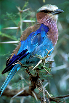 Lilac-breasted Roller