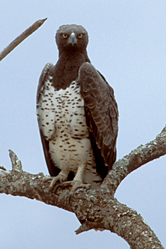 Martial Eagle