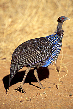 Vulturine Guineafowl