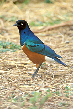Superb Starling
