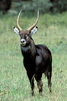 Waterbuck