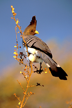 White-bellied Go-away-bird