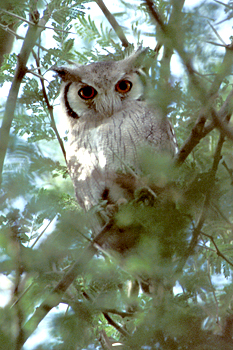 Northern White-faced Owl