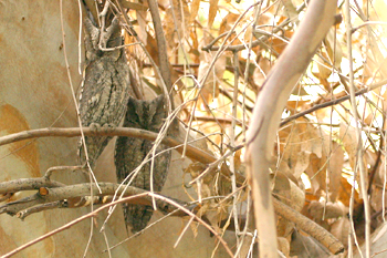 Scops Owls