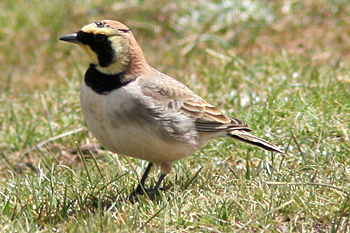 Horned Lark