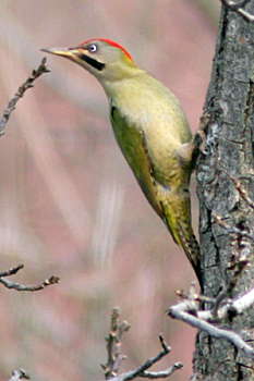 Levaillant's Woodpecker