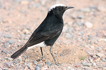 White-crowned Black Wheatear