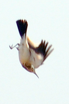 Hoopoe Lark