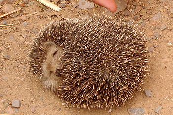 Algerian Hedgehog