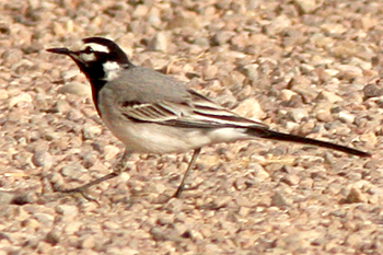 Moroccan Wagtail