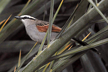 Black-crowned Tchagra