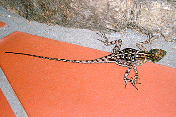 Rock Agama