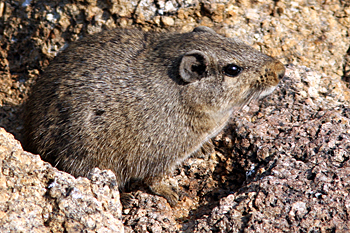 Dassie Rat